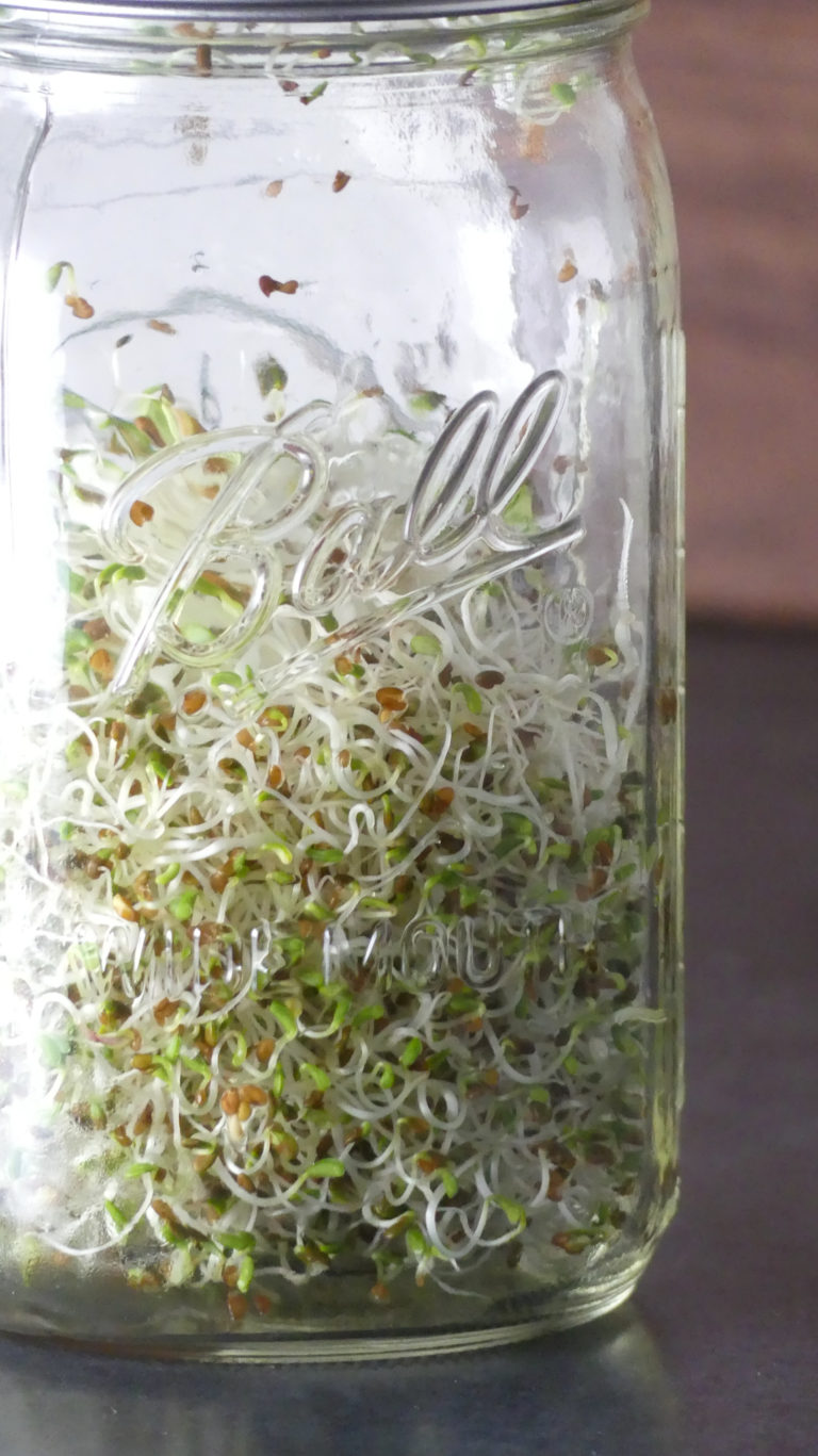 growing sprouts indoors